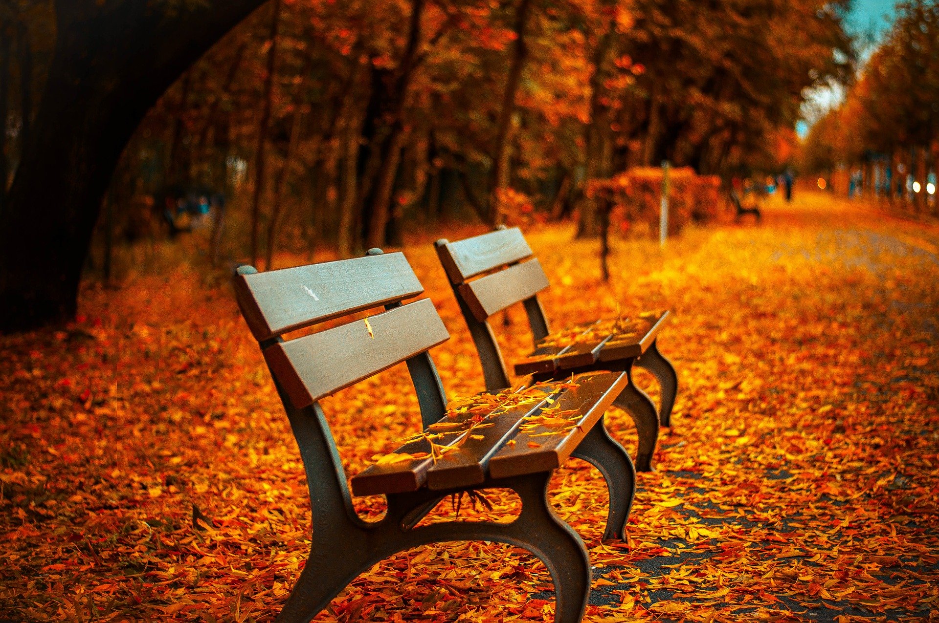 Bancs urbains au milieu d'un parc en automne au milieu de feuilles d'abres oranges tombées sur le sol